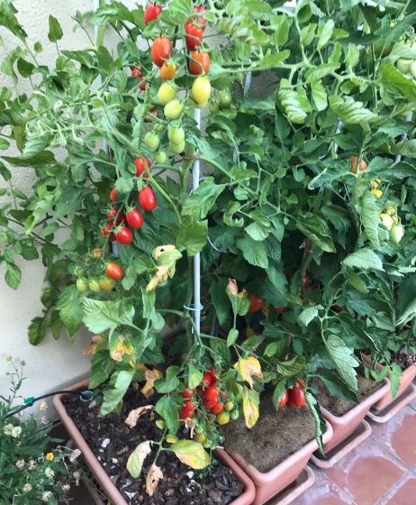 tomatecherry macetas Tomate Chrerry Huerto urbano