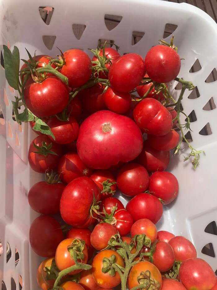 tomates urbanos variedad de tomates en macetas. Huerto Urbano