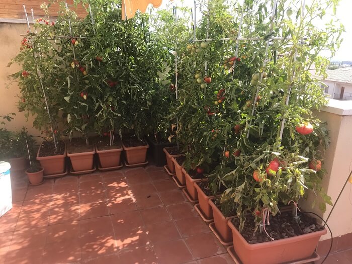 Tomates en macetas Tomates en macetas huerto urbano