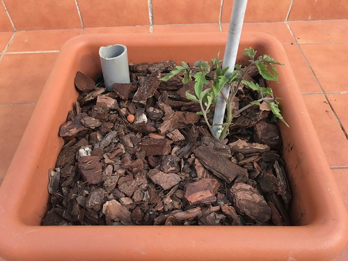 Macetas Huerto Urbano Simple. Tomates en macetas