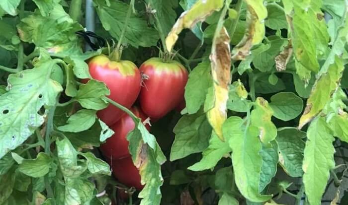 Historia_2017 cor de bou vermelles a planta