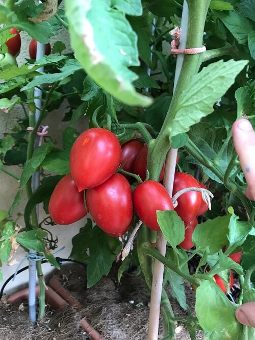 tomate pera huerto urbano