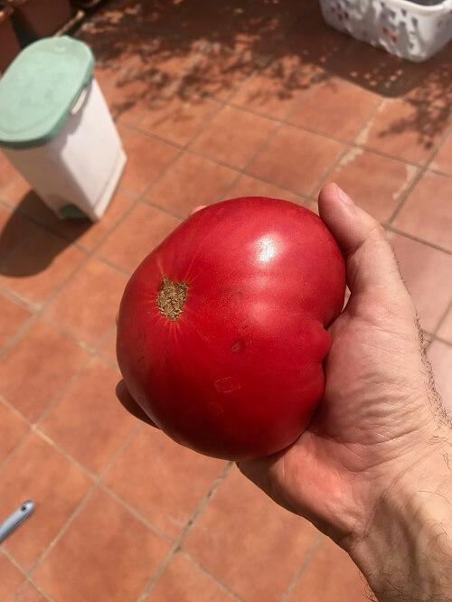 Tomate Rosa huerto urbano