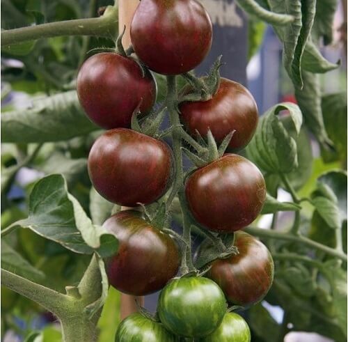 tomate kumato huerto urbano