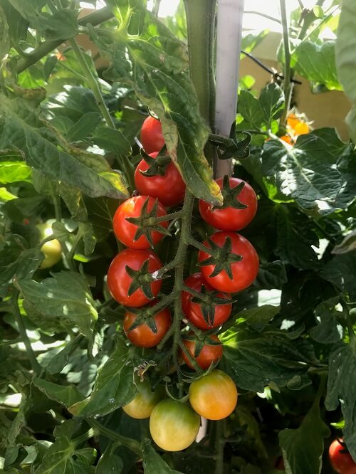Tomate Cherry huerto urbano