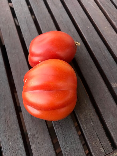 Tomate corazon de buey hueto urbano