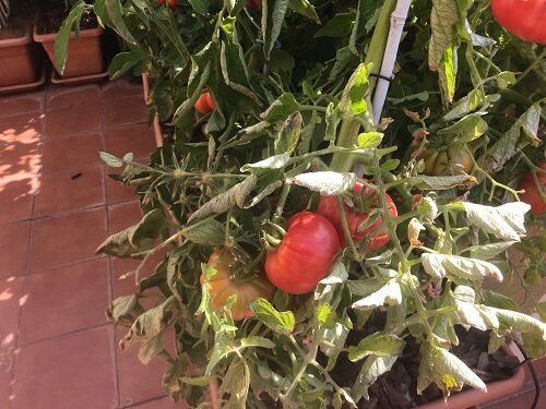 Tomate Rosa huerto urbano